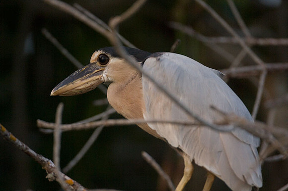 Boat-billed Heron (Cochlearius cochlearius)