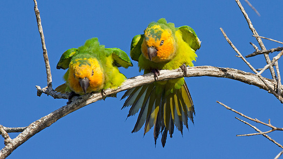 Brown-throated Parakeet (Aratinga pertinax)