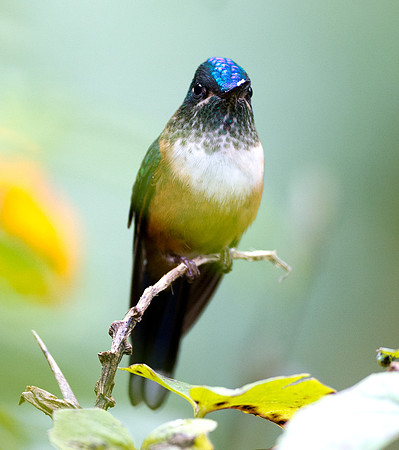 Violet-tailed Sylph (Aglaiocercus coelestis)