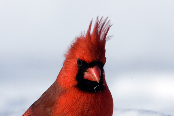 Northern Cardinal (Cardinalis cardinalis) male; also known as Common Cardinal