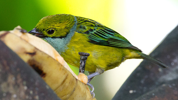Silver-throated Tanager (Tangara icterocephala)