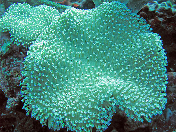 Coral