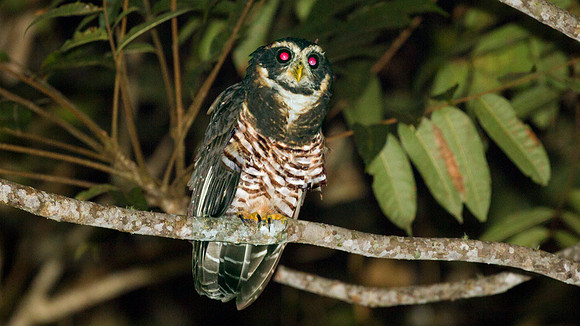Band-bellied Owl (Pulsatrix melanota)
