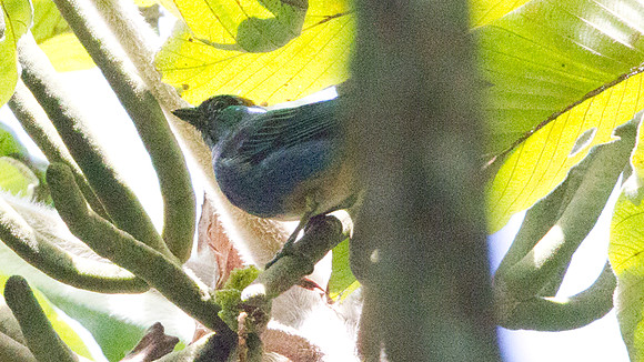 Golden-naped Tanager (Tangara ruficervix)
