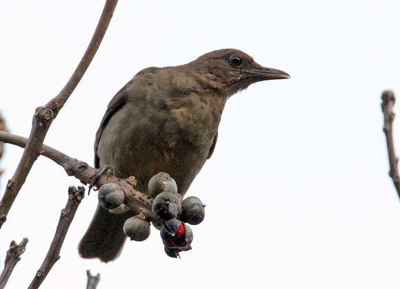 Clay-colored Thrush (Turdus grayi)