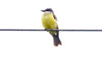 Tropical Kingbird (Tyrannus melancholicus)