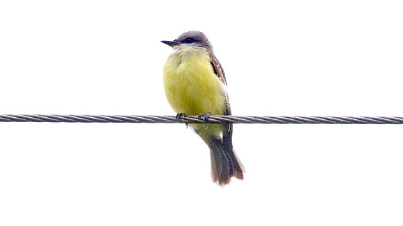Tropical Kingbird (Tyrannus melancholicus)