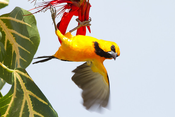 Yellow Oriole (Icterus nigrogularis)