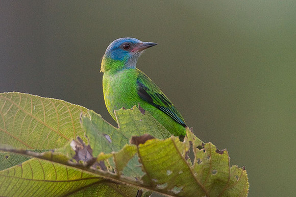 Blue Dacnis (Dacnis cayana) female; also known as Turquoise Honeycreeper