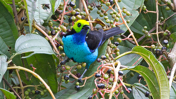 Paradise Tanager (Tangara chilensis)