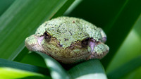 Gray Treefrog