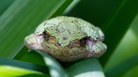 Gray Treefrog