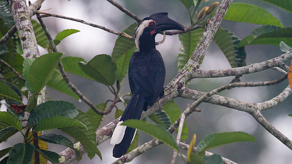 Asian Black Hornbill (Anthracoceros malayanus) female