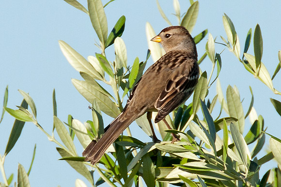 White-crowned Sparrow (Zonotrichia leucophrys) immature
