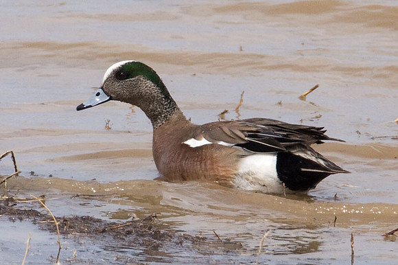 American Wigeon (Anas americana) also known as American Widgeon, Baldpate