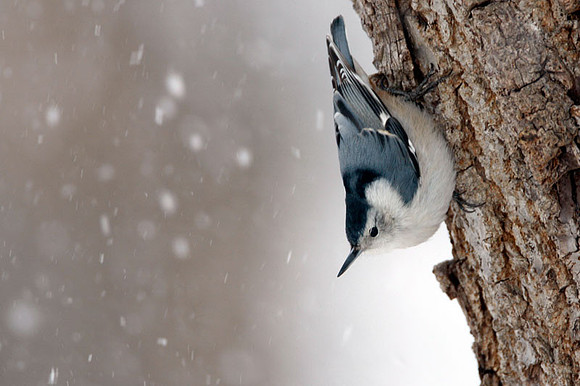 White-breasted Nuthatch (Sitta carolinensis)