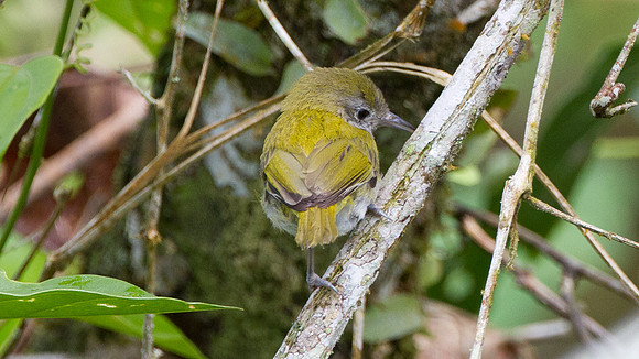 Lesser Greenlet (Hylophilus decurtatus)