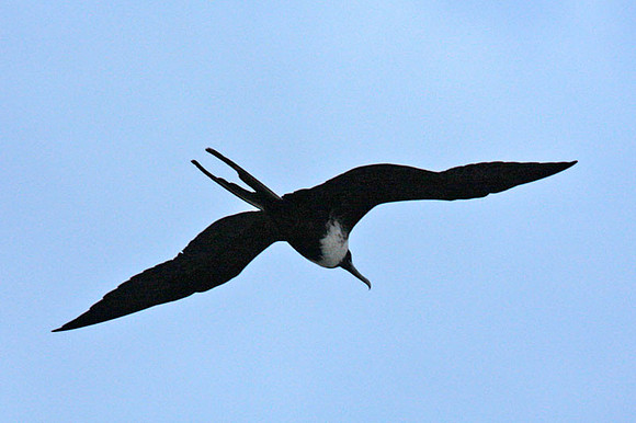 Magnificent Frigatebird (Fregata magnificens) female