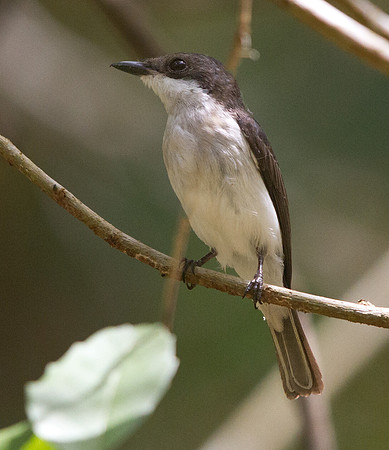 Black-winged flycatcher-shrike (Hemipus hirundinaceus)