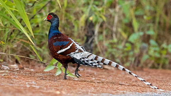 Mrs. Hume's pheasant (Syrmaticus humiae) Male