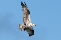 Osprey (Pandion haliaetus)