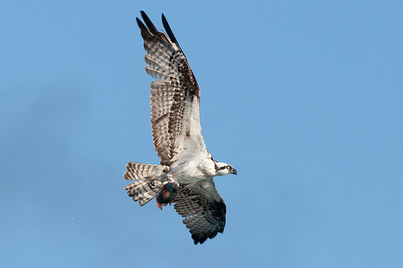 Osprey (Pandion haliaetus)