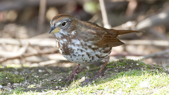 California Towhee (Melozone crissalis)