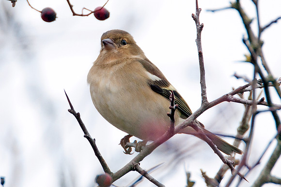 Chaffinch (Fringilla coelebs)