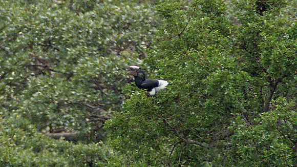 Trumpeter Hornbill (Bycanistes bucinator)