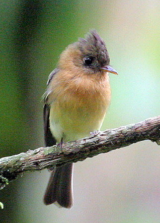 Northern Tufted Flycatcher (Mitrephanes phaeocercus)