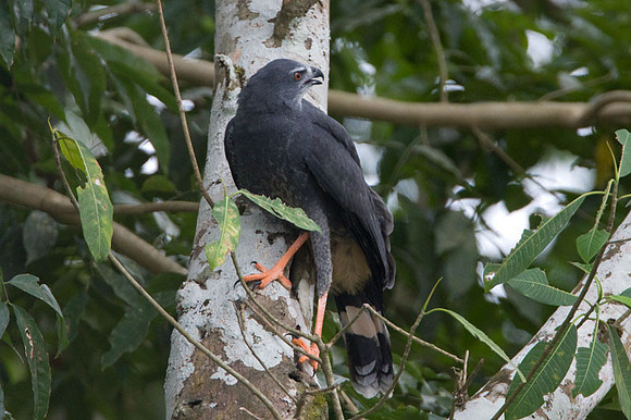 Crane Hawk (Geranospiza caerulescens)