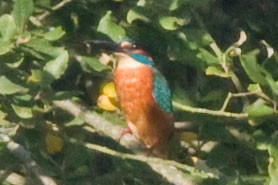 Common Kingfisher (Alcedo atthis) also known as Eurasian Kingfisher, River Kingfisher