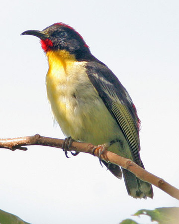 Sulphur-breasted Myzomela (Myzomela jugularis) also known as Orange-breasted Myzomela, Orange-breasted Honeyeater