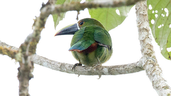 Emerald Toucanet (Aulacorhynchus prasinus)