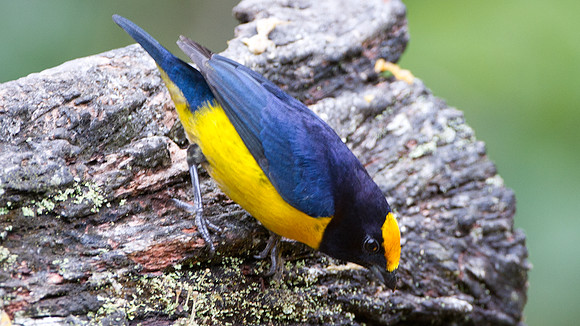 Orange-bellied Euphonia (Euphonia xanthogaster)