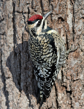 Yellow-bellied sapsucker (Sphyrapicus varius) Female