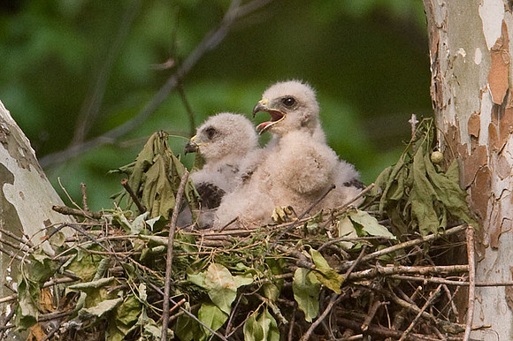 Red-shouldered Hawk (Buteo lineatus) juvenile