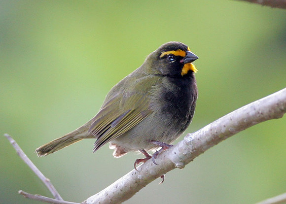 Yellow-faced Grassquit (Tiaris olivaceus) male