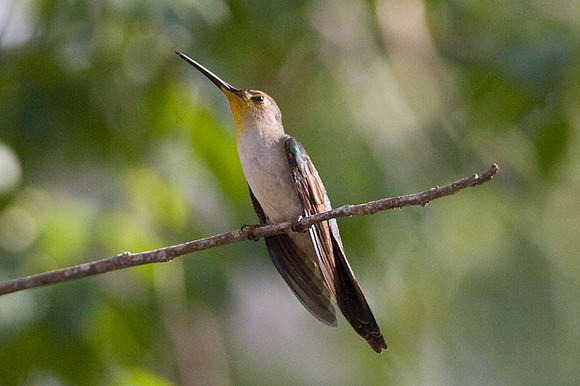 Wedge-tailed Sabrewing (Campylopterus curvipennis)