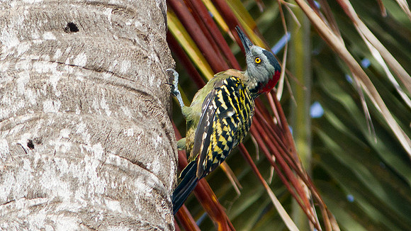 Hispaniolan Woodpecker (Melanerpes striatus)