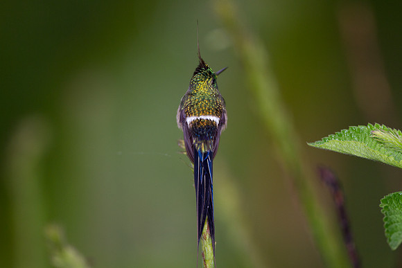 Wire-crested Thorntail (Discosura popelairii)