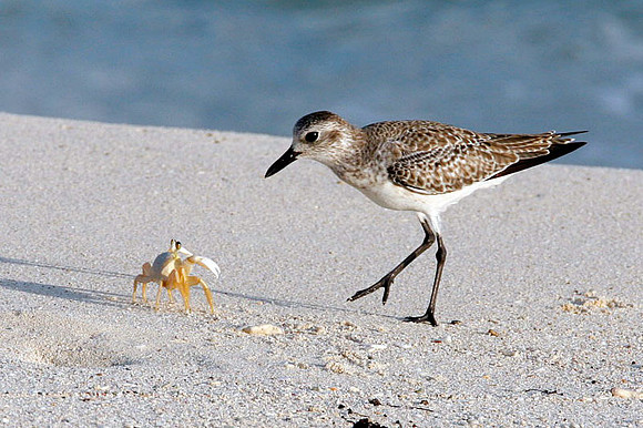 Black Bellied Plover (Pluvialis squatarola) also known as Grey Plover