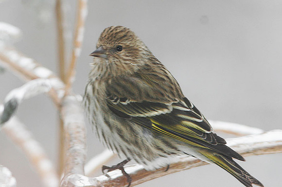 Pine Siskin (Carduelis pinus)