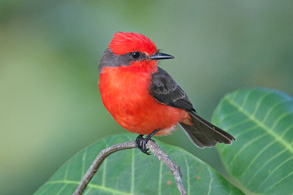 Vermilion Flycatcher (Pyrocephalus rubinus) male