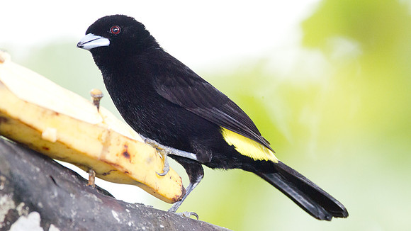 Lemon-rumped Tanager (Ramphocelus flammigerus)