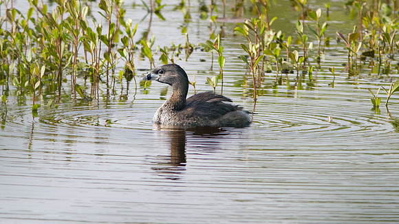 Pied-billed Grebe (Podilymbus podiceps)
