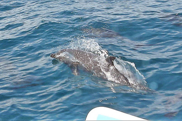 Common Bottlenose Dolphin (Tursiops truncatus)