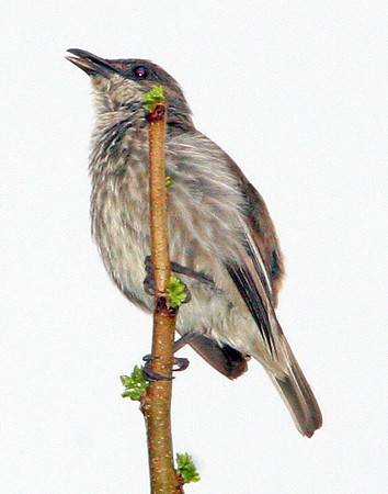 Polynesian Starling (Aplonis tabuensis)