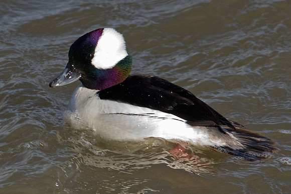 Bufflehead (Bucephala albeola)