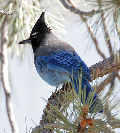 Steller's Jay (Cyanocitta stelleri)